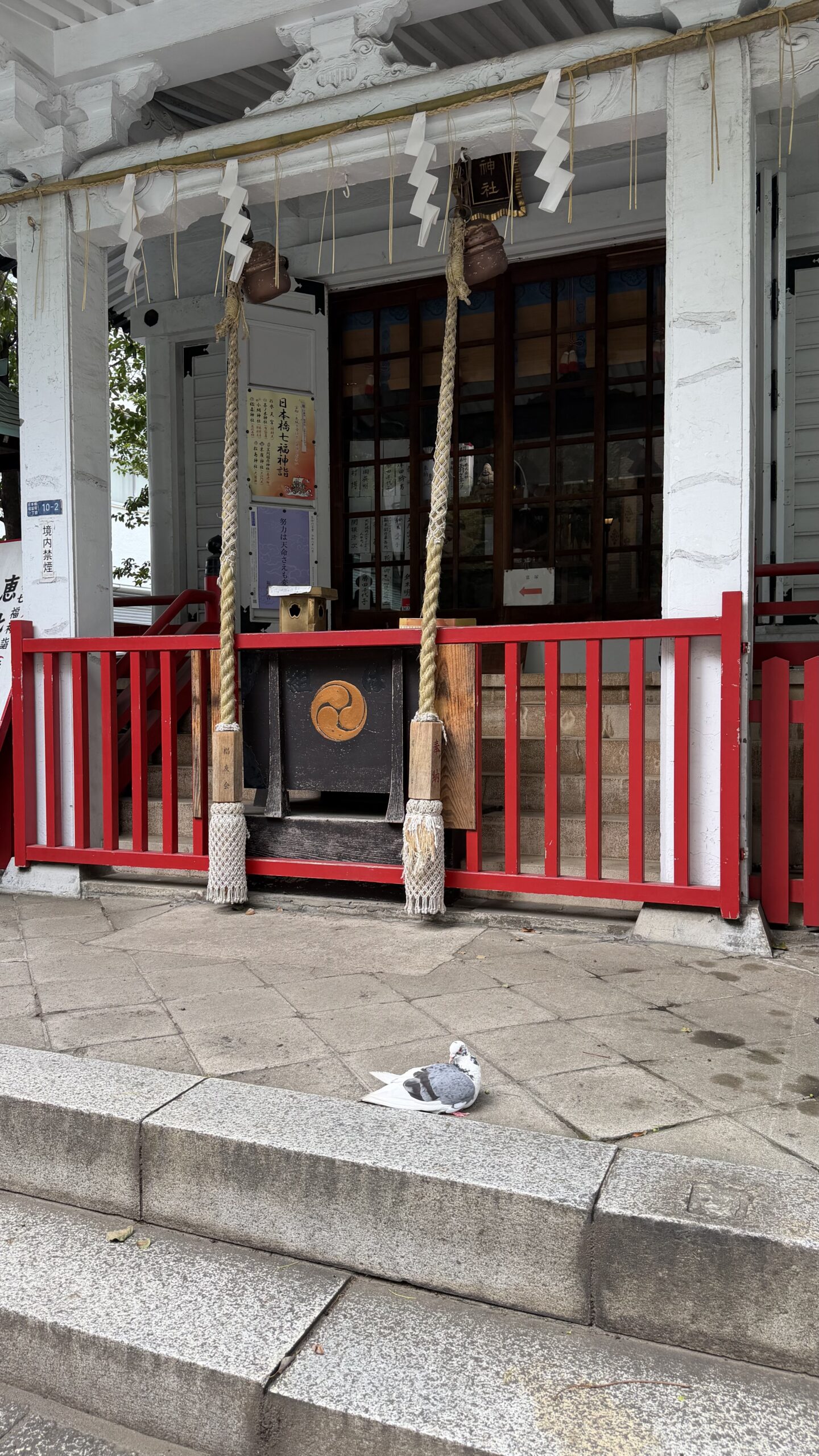 椙森神社にいた鳩