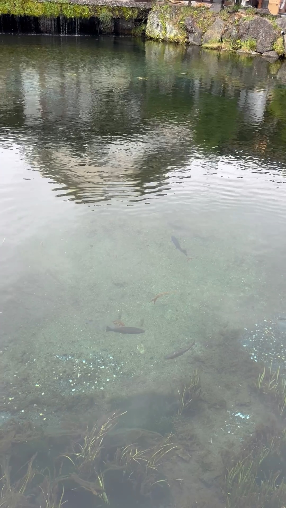 忍野八海の澄んだ池と泳ぐ魚