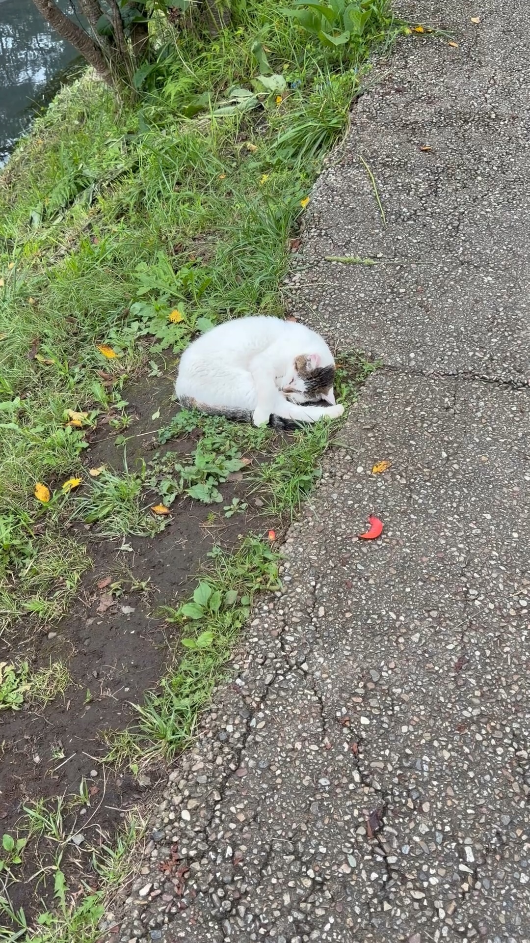 忍野八海の道ばたで丸くなって眠る猫